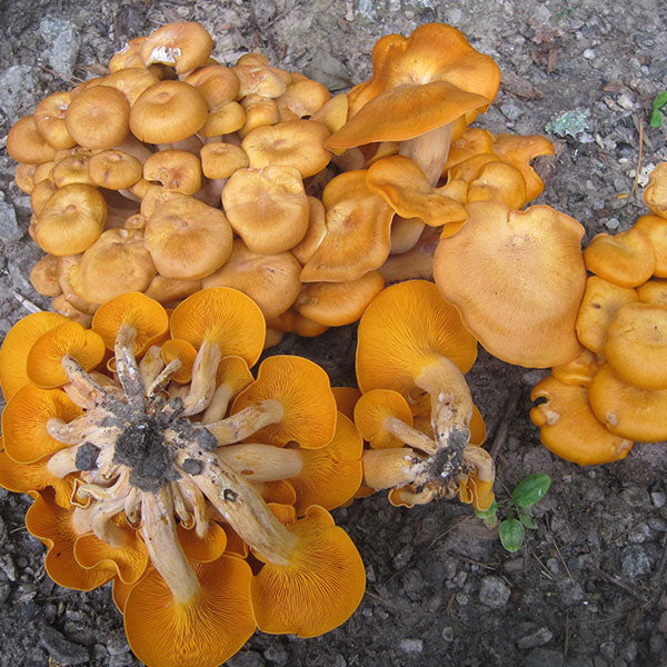 Jack'O’Lantern Plugs - (Omphalotus olearius)