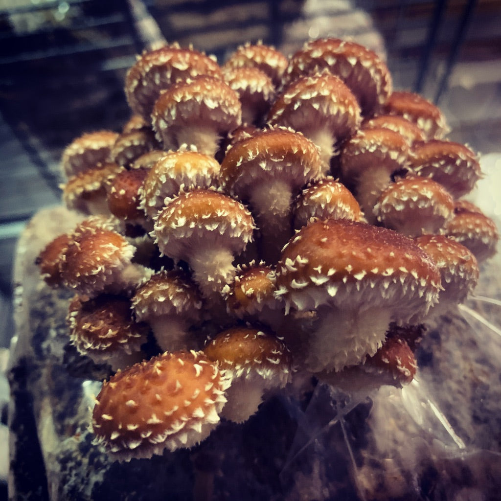 Chestnut MycoGarden Fruiting Kit - (Pholiota adiposa)
