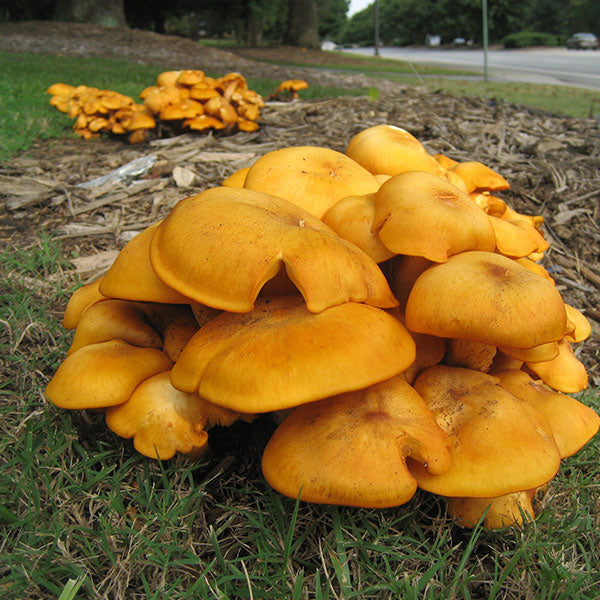 Jack'O’Lantern Plugs - (Omphalotus olearius)