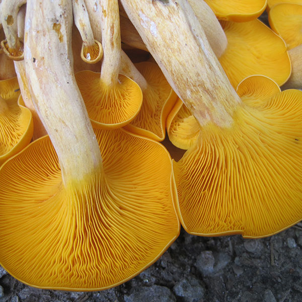 Jack'O’Lantern Plugs - (Omphalotus olearius)