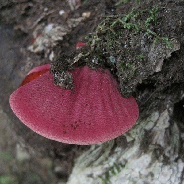 Beefsteak Sawdust Spawn - (Fistulina hepatica ) - 5lb