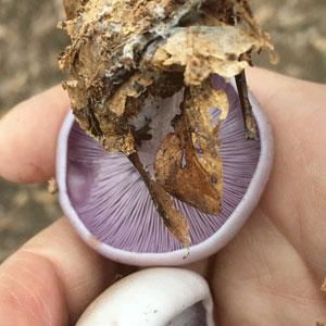 Wild Mushroom Food Safety Certification - NORTH CAROLINA - SEP 27-28, 2025 - VIRTUAL
