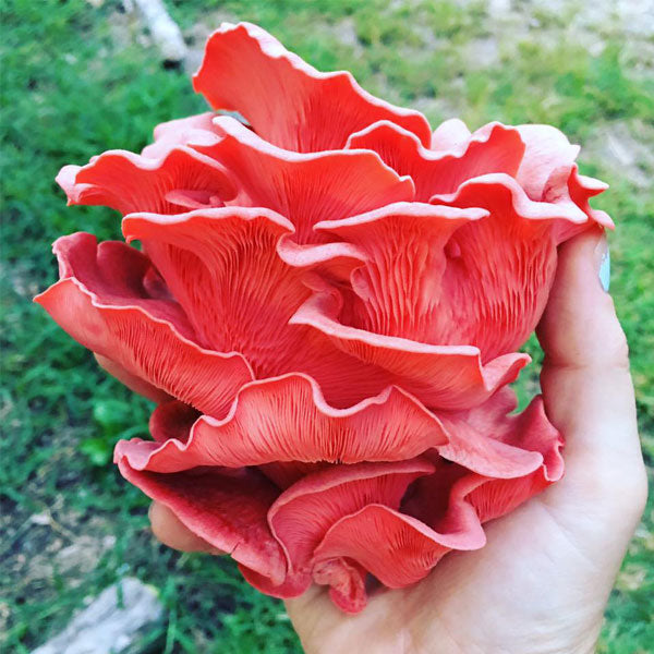 Fall Mushroom Cultivation Workshop - 10/24/26