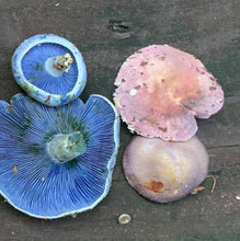 Load image into Gallery viewer, Wild Mushroom Food Safety Certification - ALABAMA - SEP 7-8, 2024
