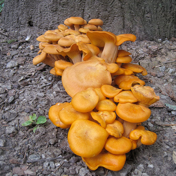 Jack'O’Lantern Plugs - (Omphalotus olearius)