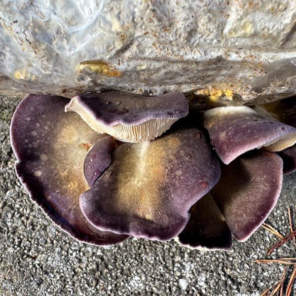 Late Fall Olive Oysterling / Mukitake MycoGarden Fruiting Kit - (Sarcomyxa serotina)