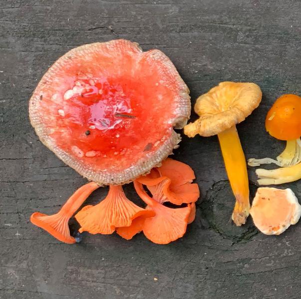 Mushroom Hunting Made Easy: Learn to Identify Edible Wild Mushrooms (Live Online Class)