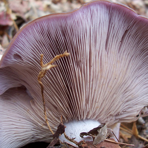 Blewit - (Lepista nuda) Sawdust Spawn- 5lb