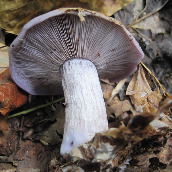 Blewit - (Lepista nuda) Sawdust Spawn- 5lb