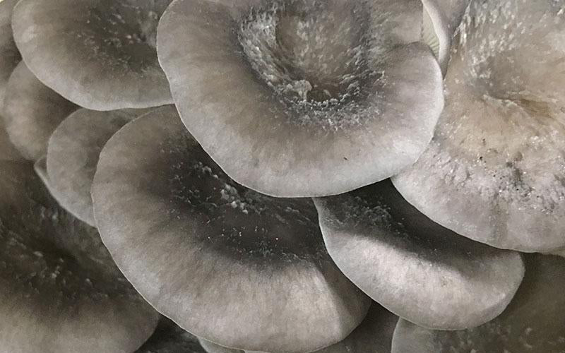 Cold Blue Oyster MycoGarden Fruiting Kit - (Pleurotus ostreatus)