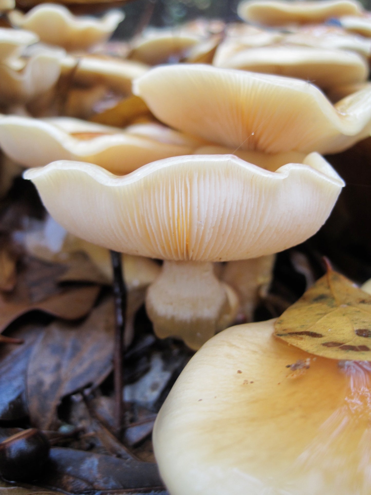 Nameko MycoGarden Fruiting Kit - (Pholiota nameko)