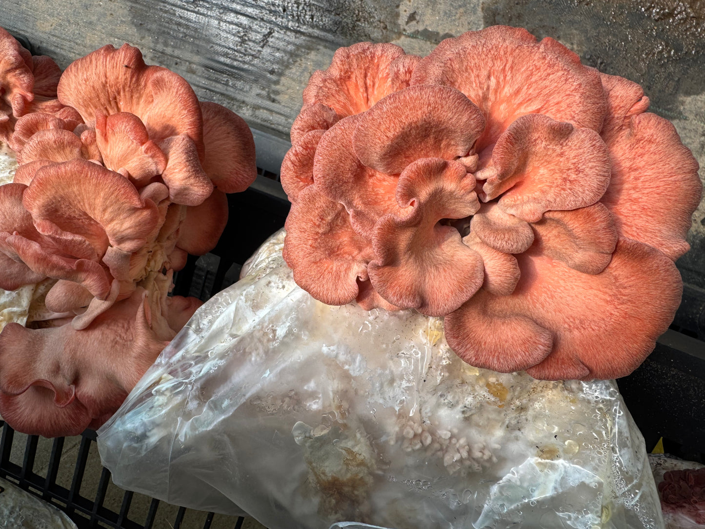 Pink Oyster MycoGarden Fruiting Kit - (Pleurotus ostreatus)