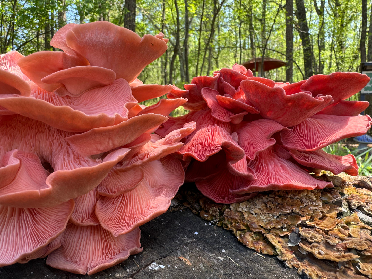 Pink Oyster MycoGarden Fruiting Kit - (Pleurotus ostreatus)