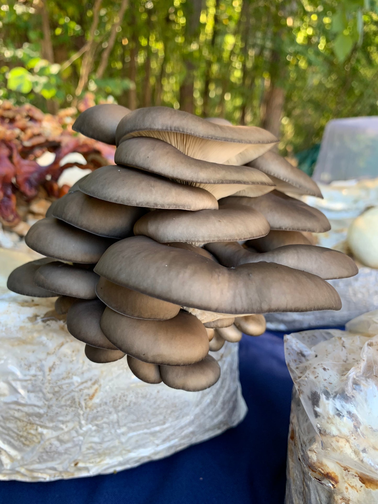 Oyster Mushroom Sawdust Spawn - (Pleurotus spp.) - 5lb