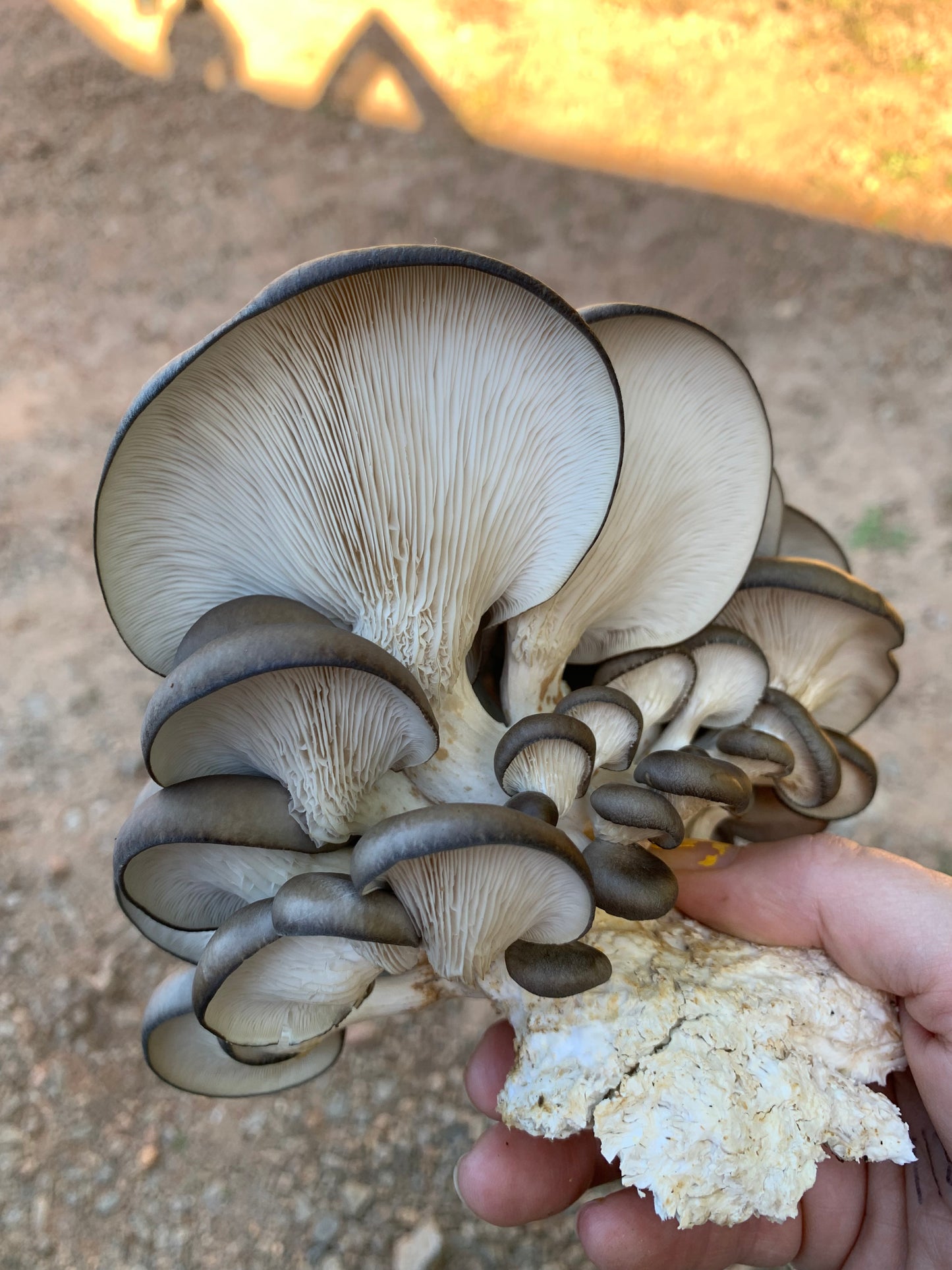 Cold Blue Oyster MycoGarden Fruiting Kit - (Pleurotus ostreatus)