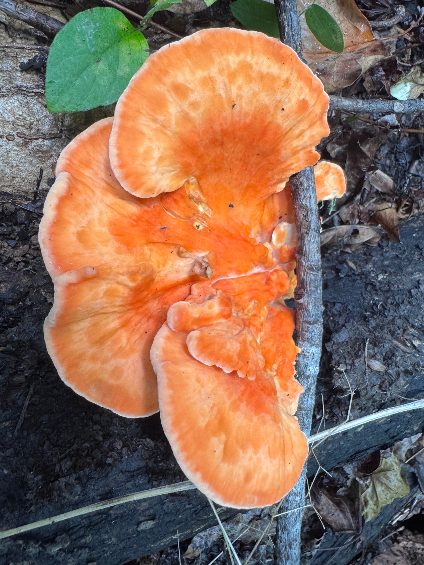 *Pre-order* Chicken of the Woods (Laetiporus spp.) Mushroom Fruiting Logs