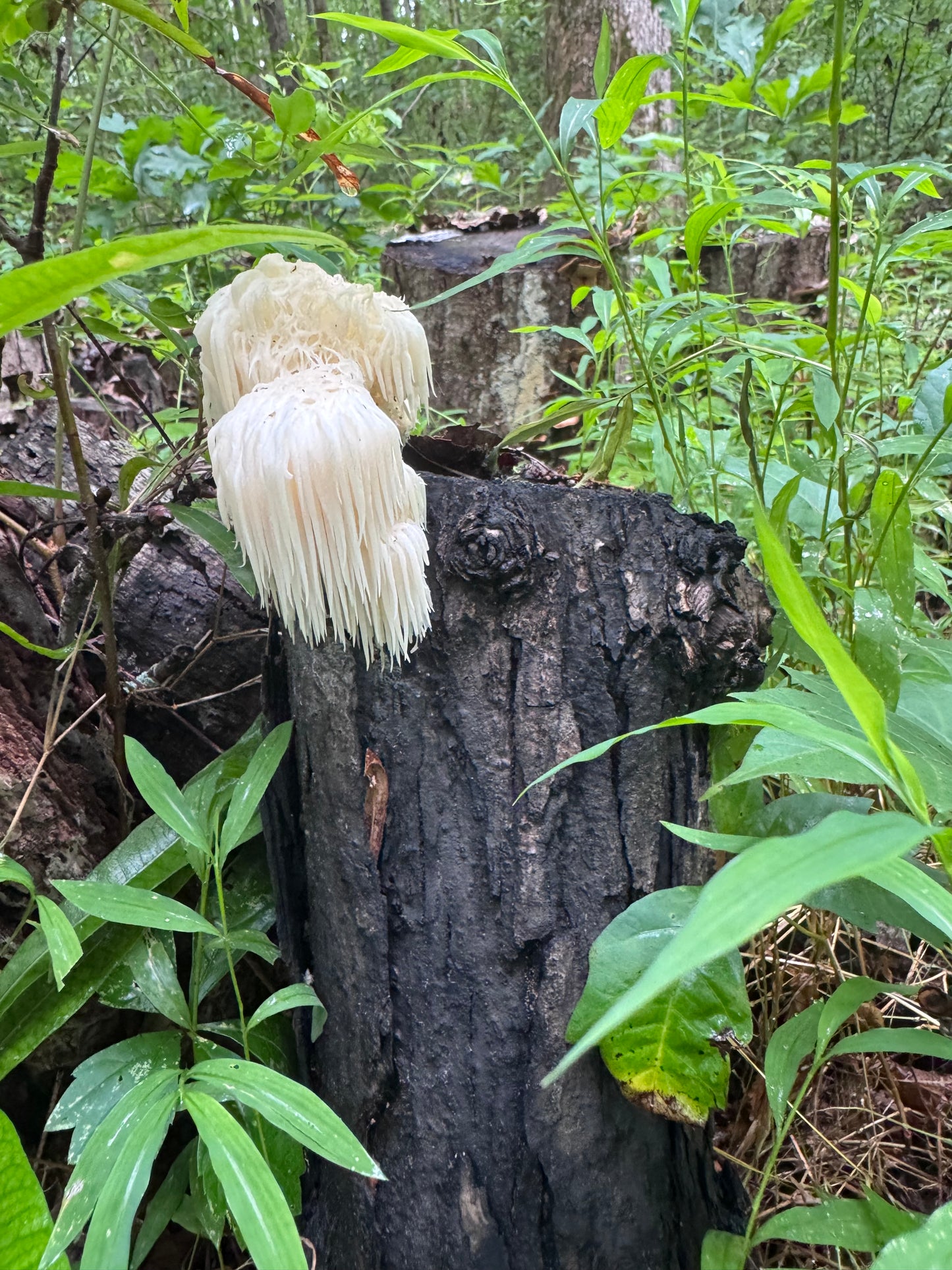 *Pre-order* Lion's Mane (Hericium spp.) Mushroom Fruiting Logs