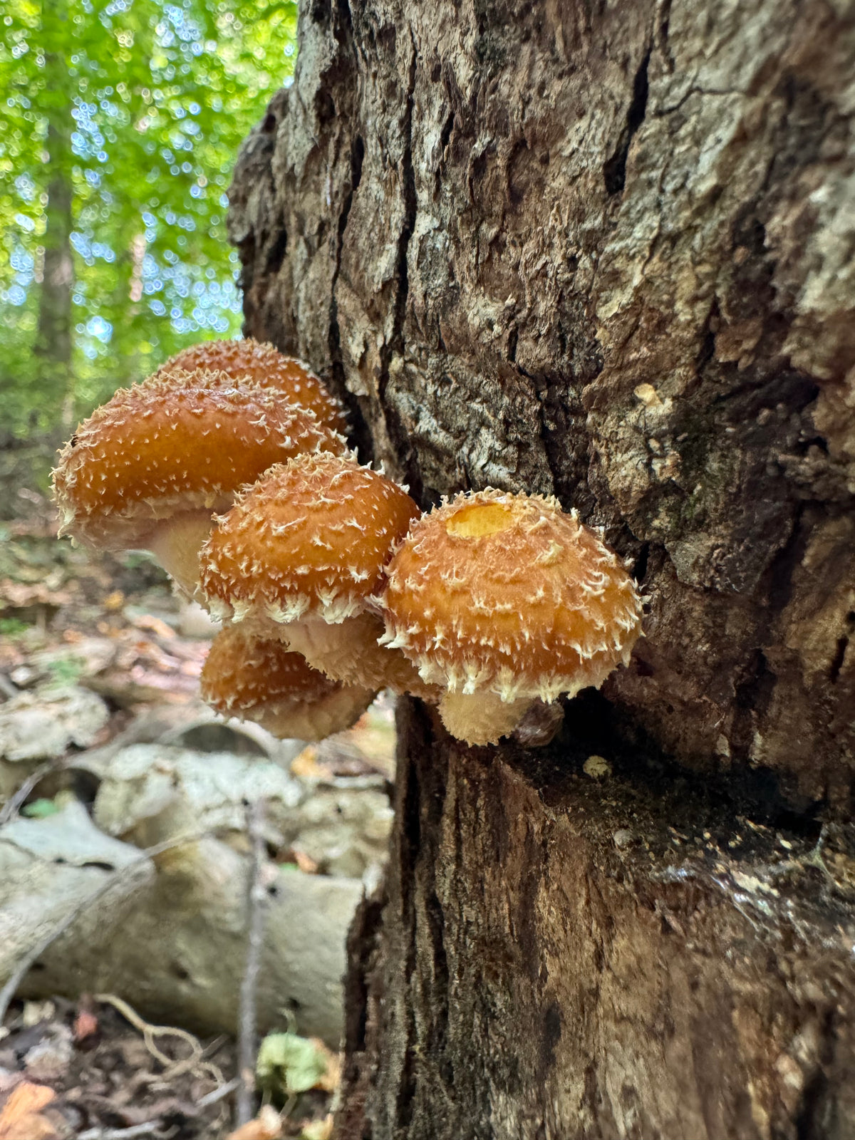Chestnut Fungus Sawdust Spawn - (Pholiota adiposa) - 5lb