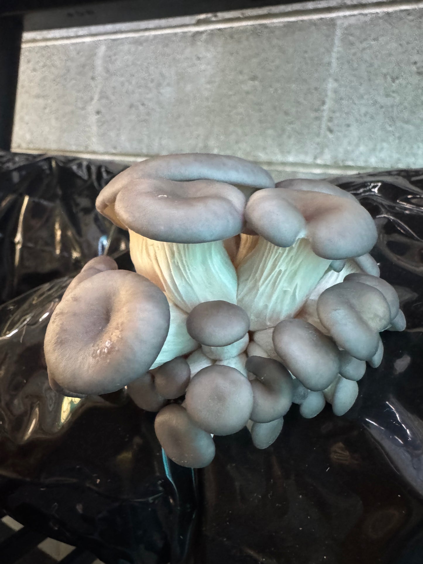 Warm Blue Oyster MycoGarden Fruiting Kit - (Pleurotus ostreatus)