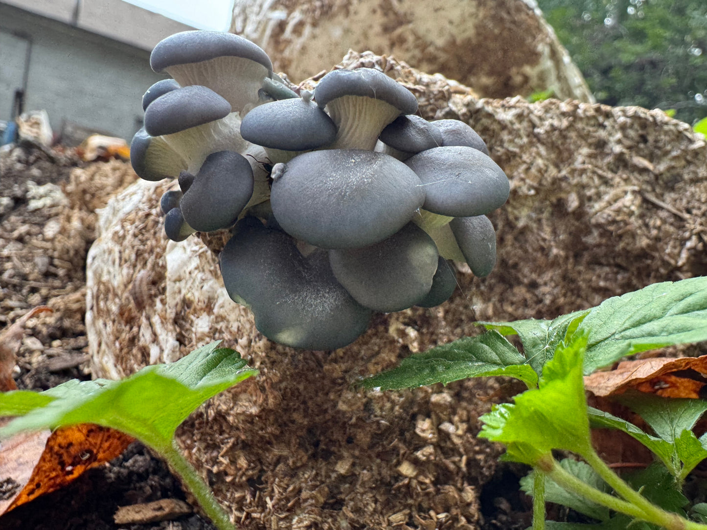 Warm Blue Oyster MycoGarden Fruiting Kit - (Pleurotus ostreatus)