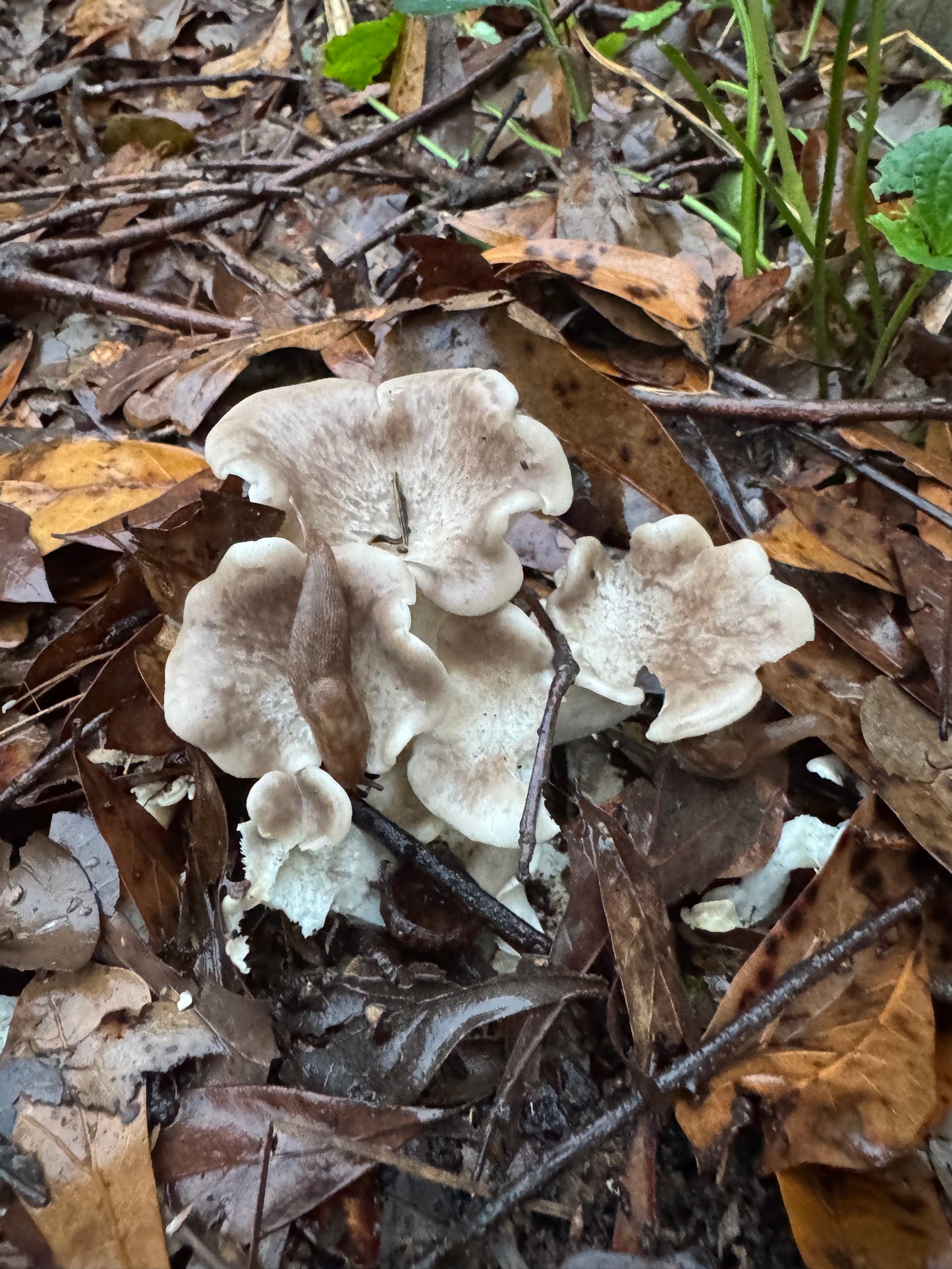 Tarragon Oyster MycoGarden Fruiting Kit - (Pleurotus euosmus)