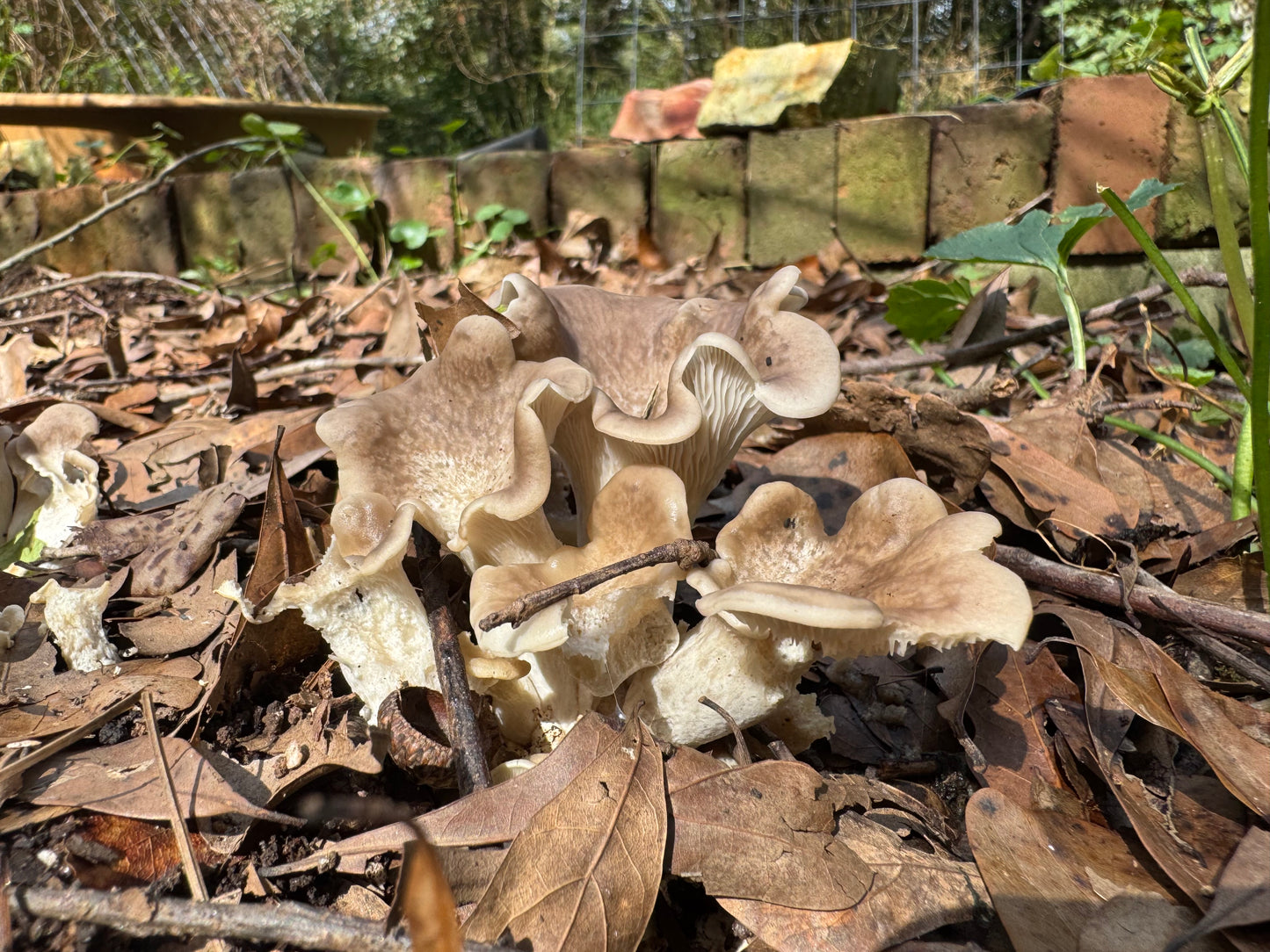 Tarragon Oyster MycoGarden Fruiting Kit - (Pleurotus euosmus)
