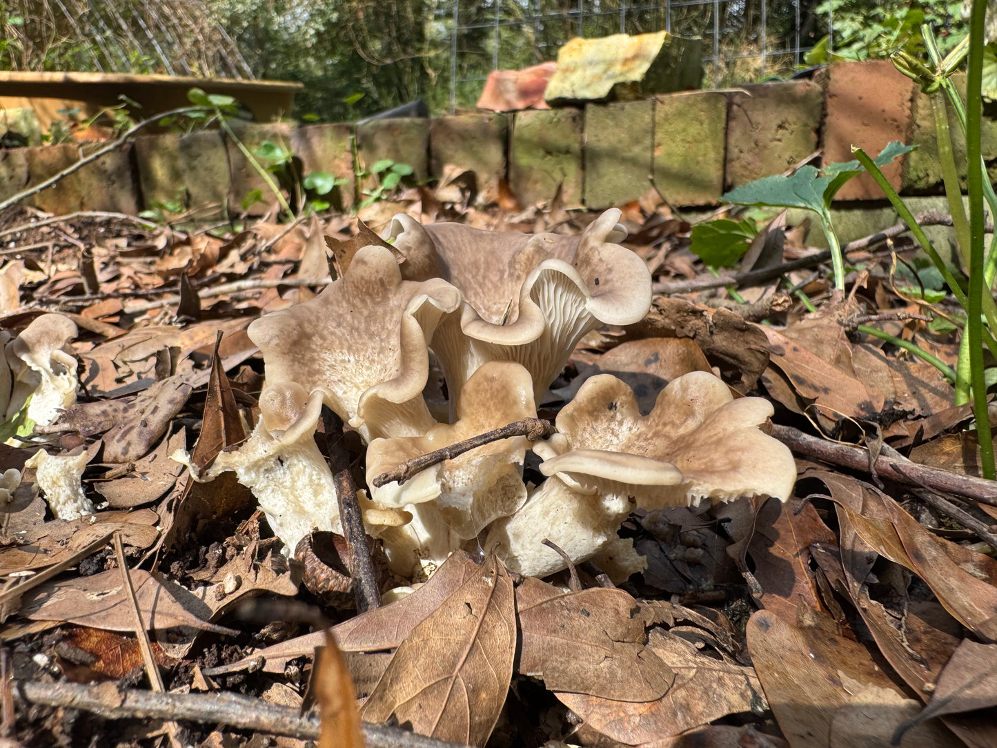 Tarragon Oyster MycoGarden Fruiting Kit - (Pleurotus euosmus)