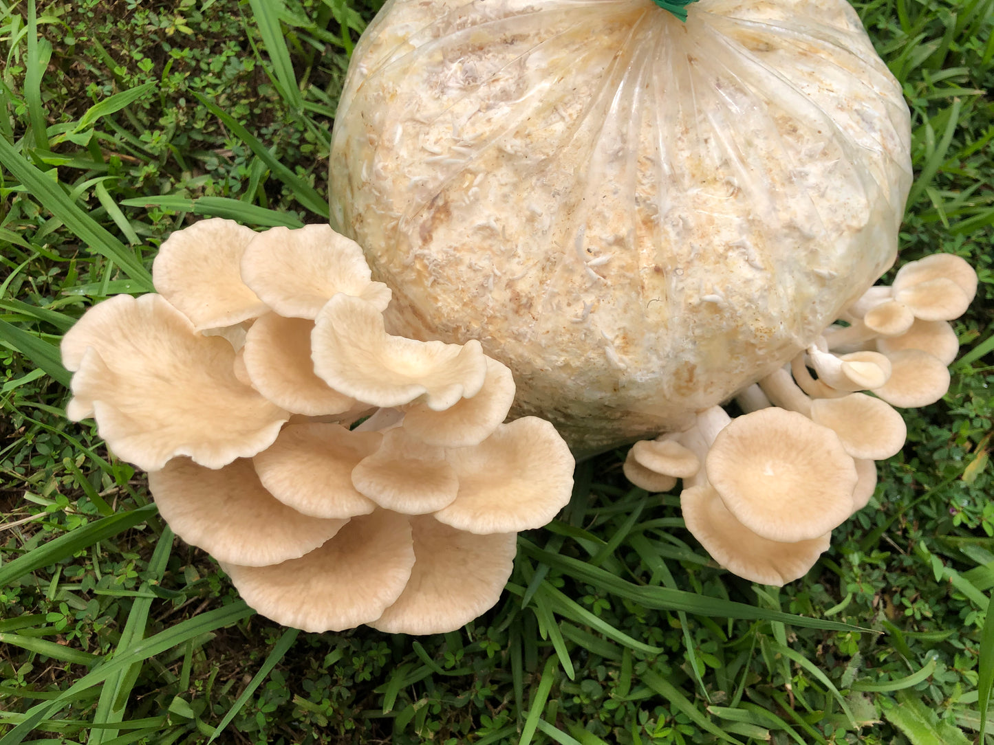 Tarragon Oyster MycoGarden Fruiting Kit - (Pleurotus euosmus)