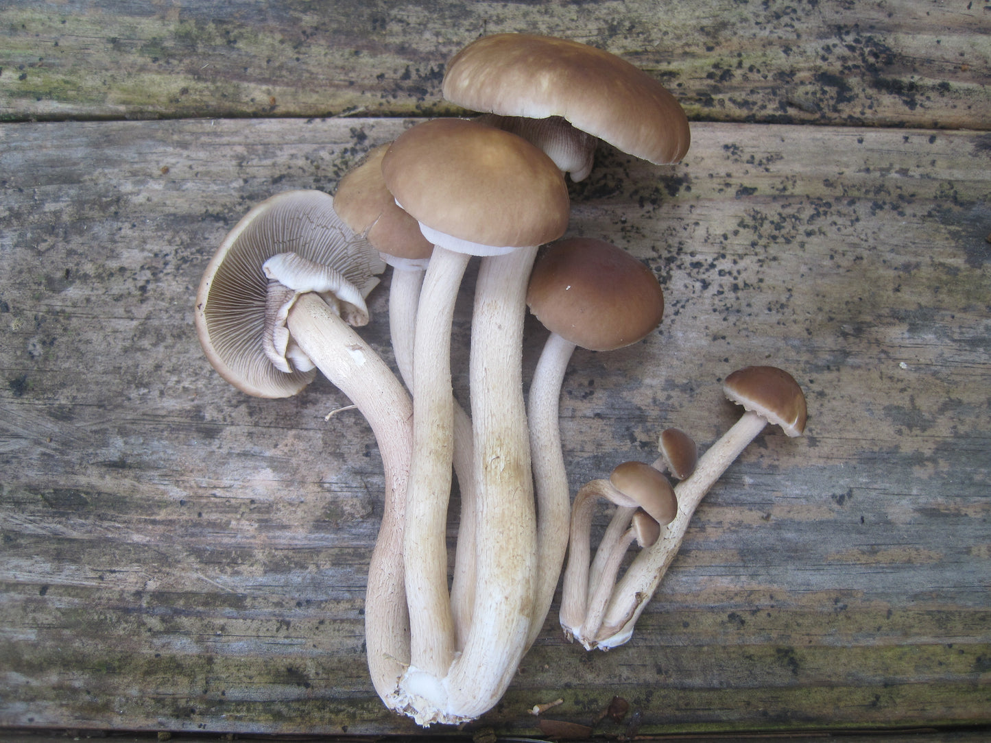Black Poplar "Piopinno" MycoGarden Fruiting Kit- (Agrocybe aegerita)