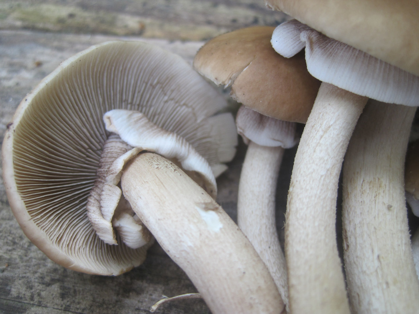 Black Poplar "Piopinno" MycoGarden Fruiting Kit- (Agrocybe aegerita)