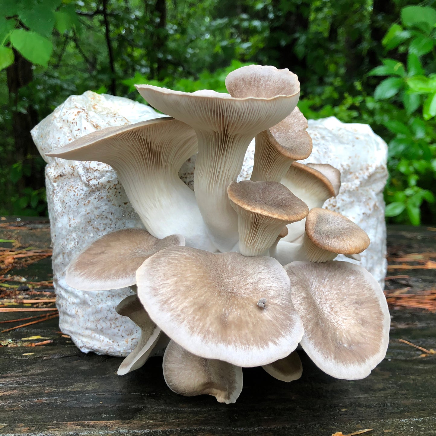 Oyster Mushroom Sawdust Spawn - (Pleurotus spp.) - 5lb