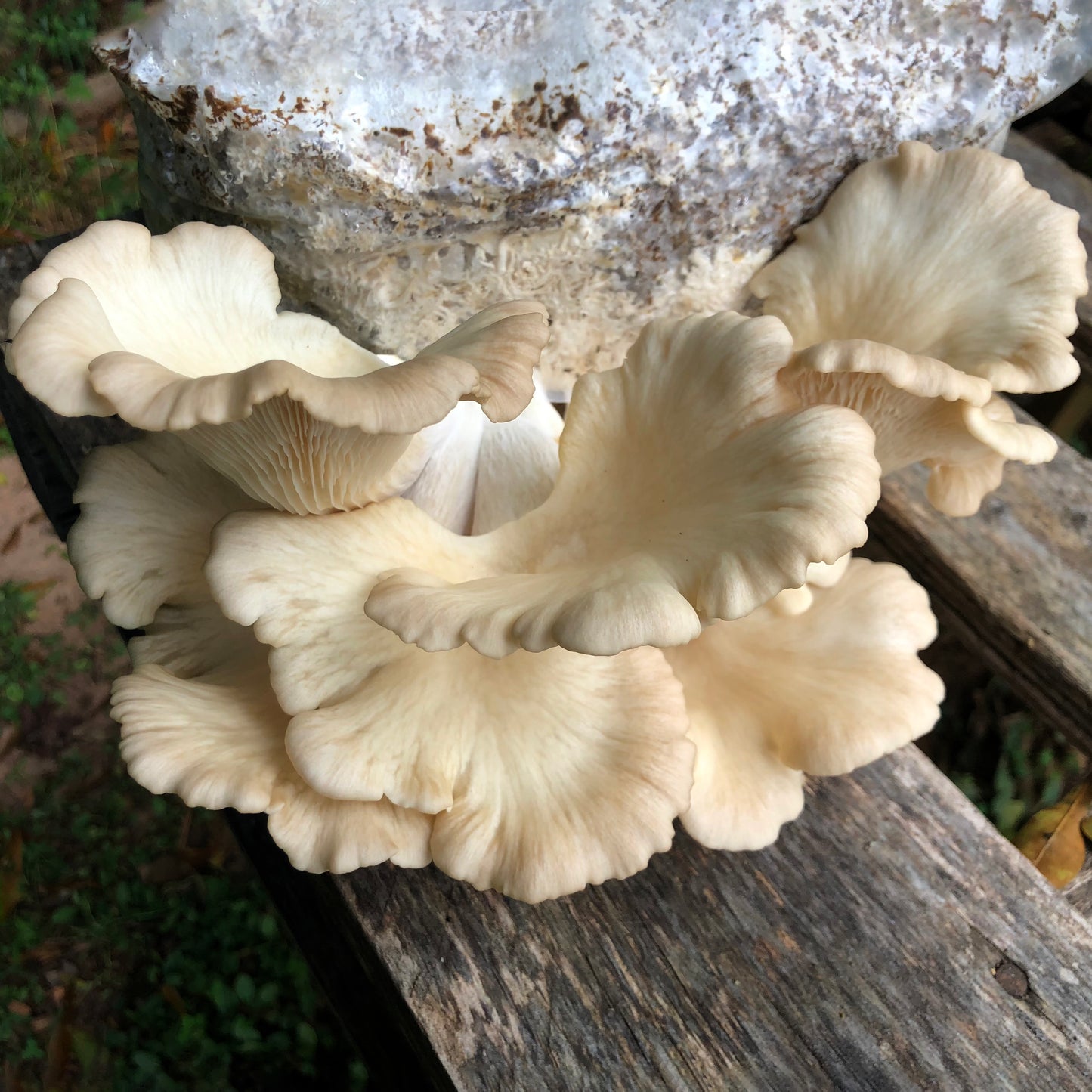 Tarragon Oyster MycoGarden Fruiting Kit - (Pleurotus euosmus)