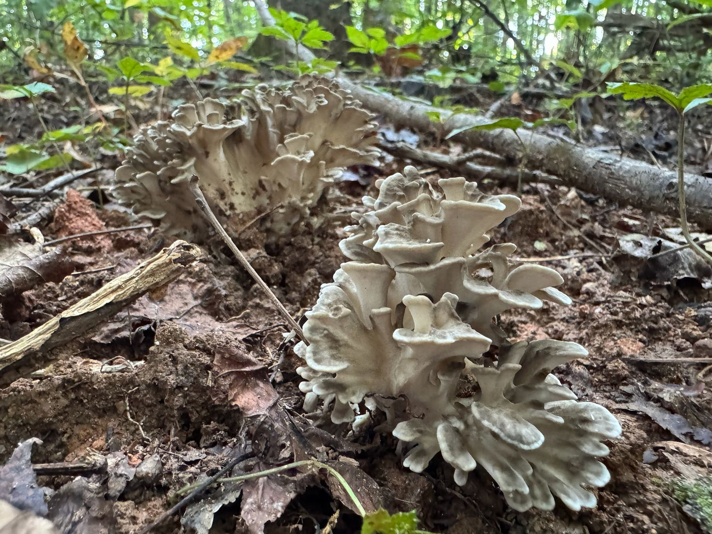 Maitake (Grifola frondosa) Mushroom Fruiting Logs