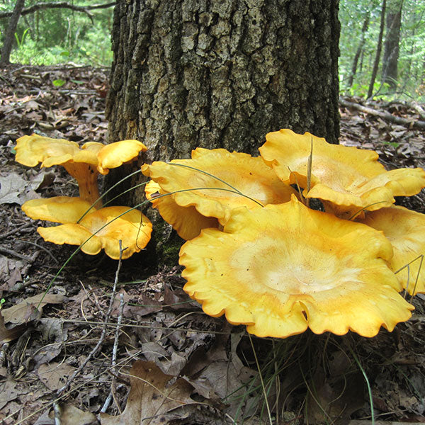 Jack'O’Lantern Plugs - (Omphalotus olearius)