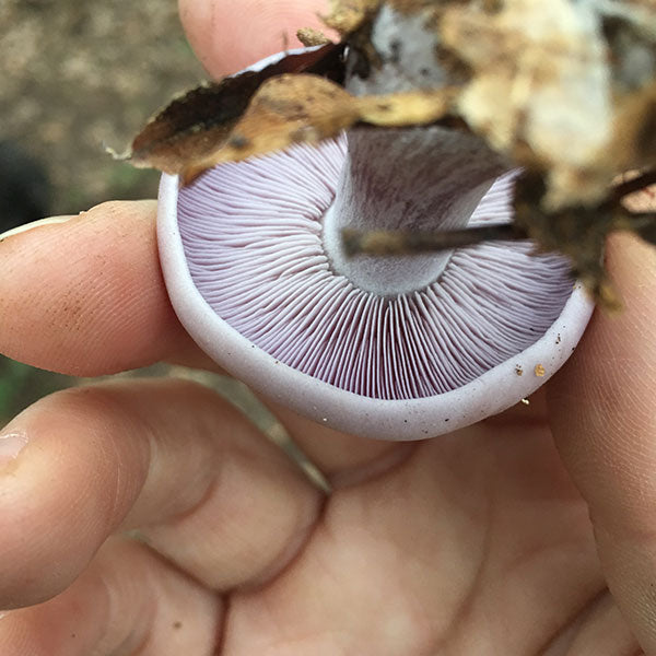 Blewit - (Lepista nuda) Sawdust Spawn- 5lb