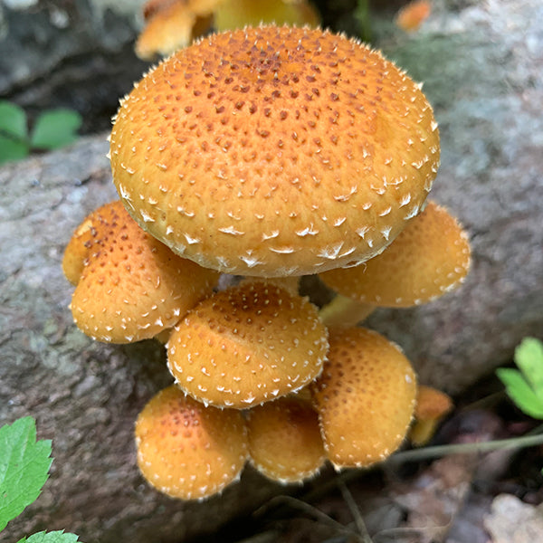 Chestnut MycoGarden Fruiting Kit - (Pholiota adiposa)