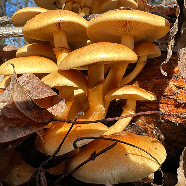 MINI CLINIC - Mushroom Log Gardening - 11/8/25