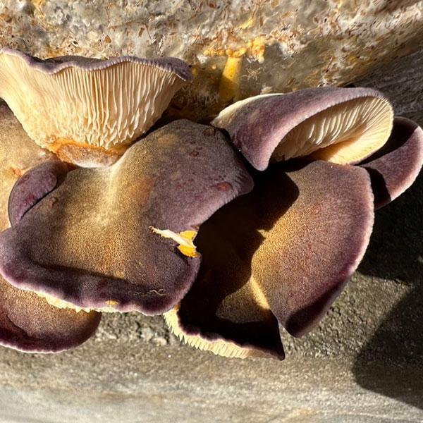 Late Fall Olive Oysterling / Mukitake MycoGarden Fruiting Kit - (Sarcomyxa serotina)