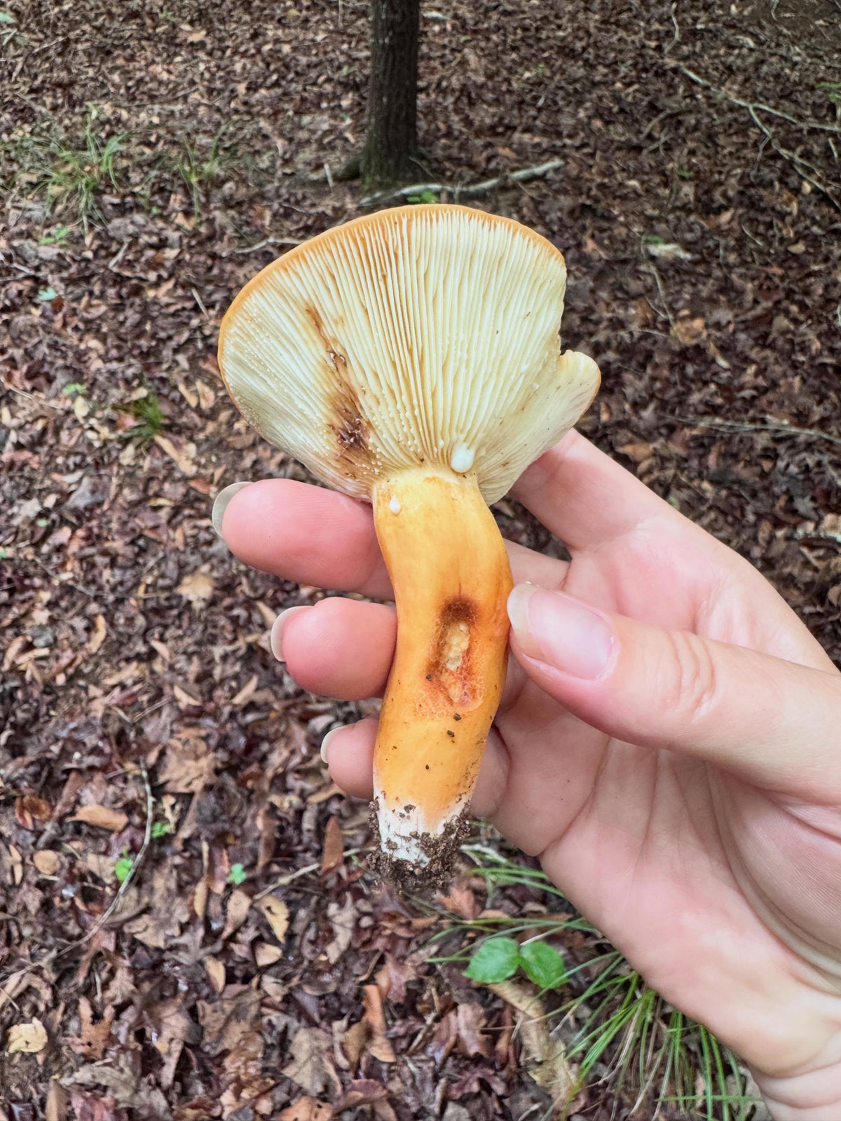 Wild Mushroom Food Safety Certification | Rhode Island | Oct. 24–25, 2026