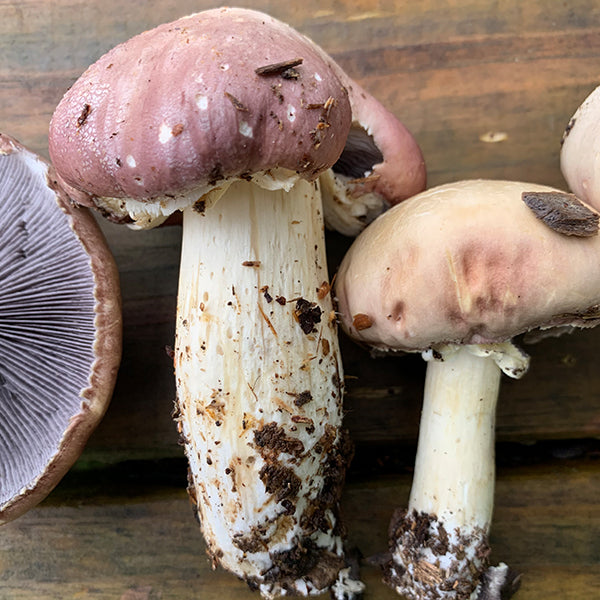 *Pre-order* King Stropharia “Clemson” - Garden Giant - (Stropharia rugoso-annulata) - 5lb