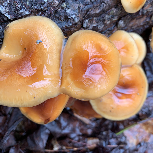 Fall Mushroom Cultivation Workshop - 10/24/26