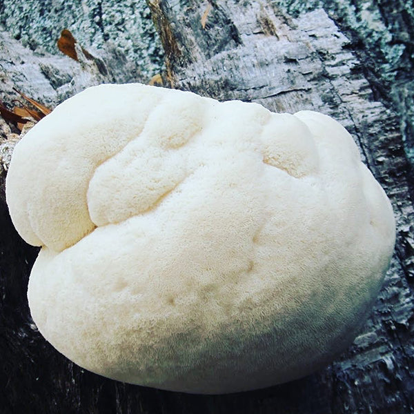 Specialty Lion's Mane Mushroom Fruiting Logs - New Product Release!
