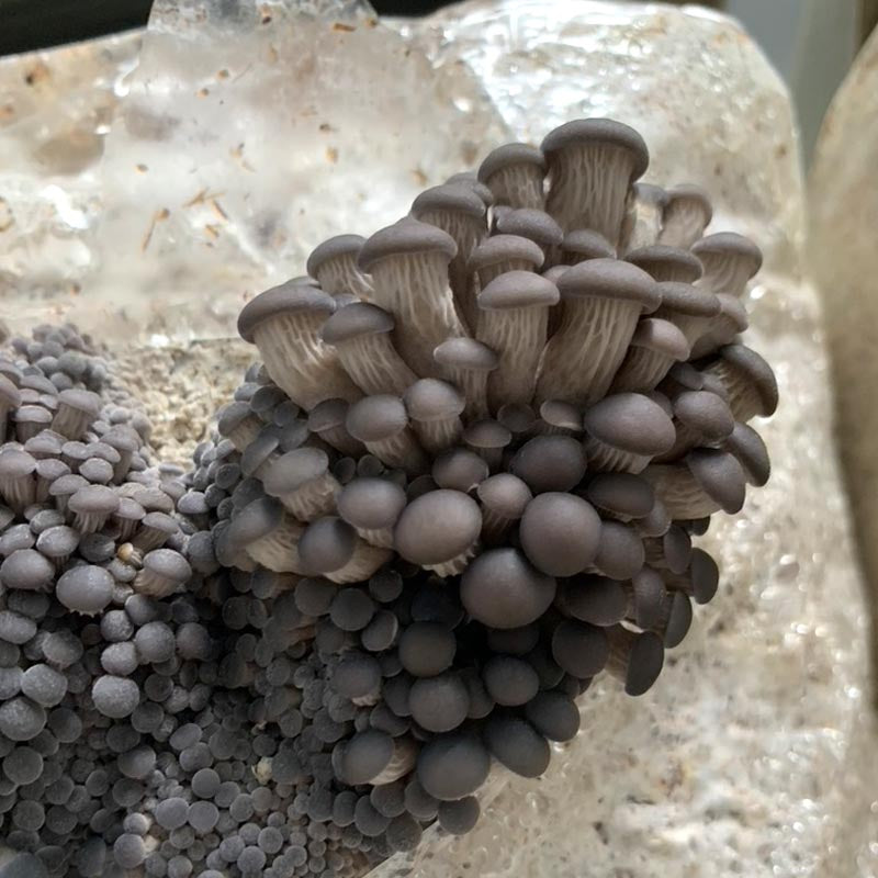 Spring Mushroom Cultivation Workshop - 3/21/26