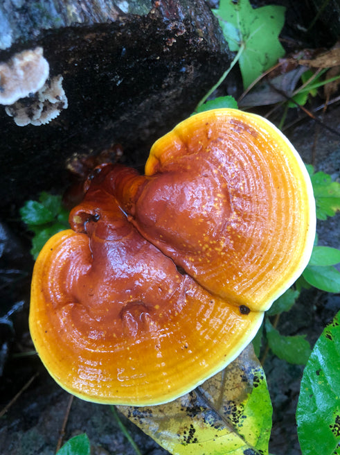 Mushroom Hunting Made Easy: Learn to Identify Edible Wild Mushrooms (Live Online Class)