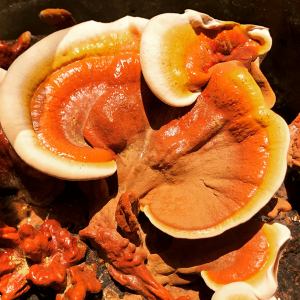 Reishi MycoGarden Fruiting Kit - (Ganoderma curtisii)