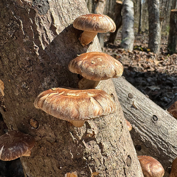 MINI CLINIC - Mushroom Log Gardening - 11/8/25
