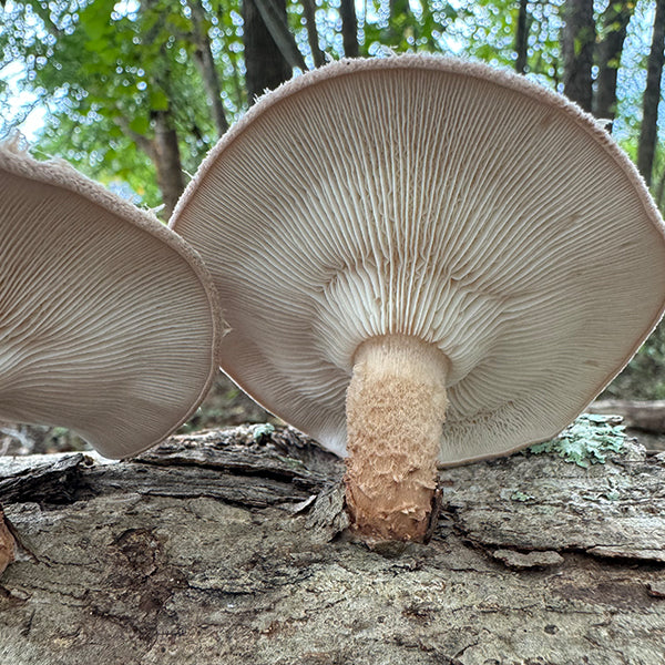 MINI CLINIC - Mushroom Log Gardening - 11/8/25