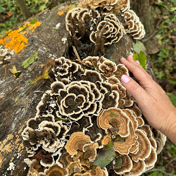 Fall Mushroom Cultivation Workshop - 10/24/26