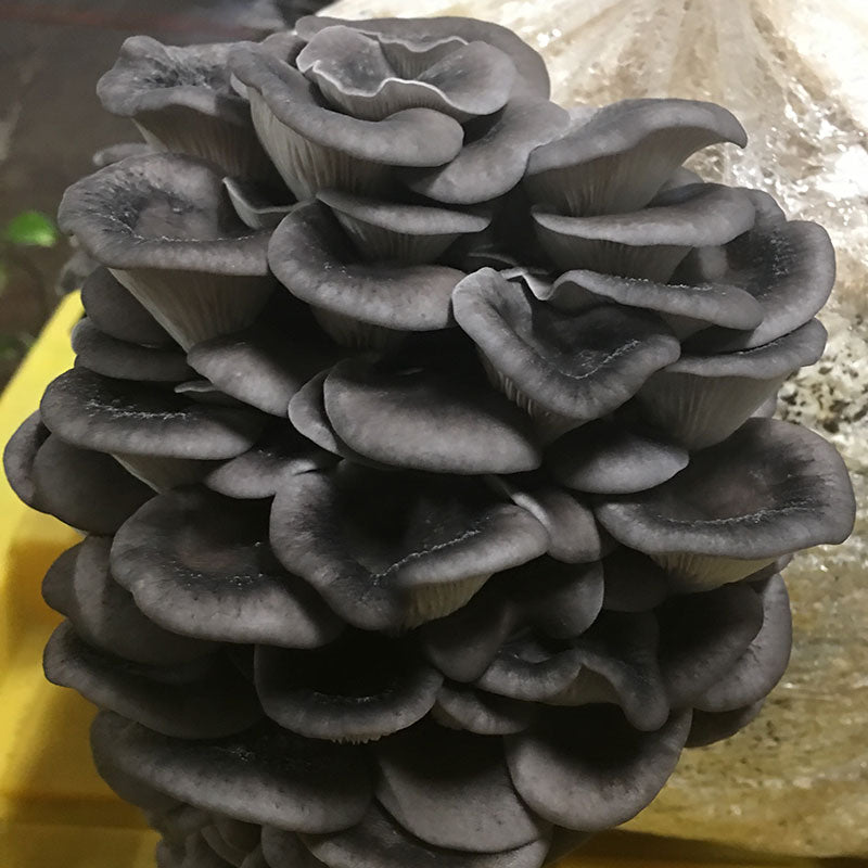 Warm Blue Oyster MycoGarden Fruiting Kit - (Pleurotus ostreatus)