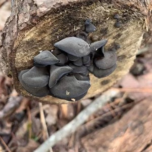 Wood Ear Plug Spawn (Auricularia polytricha)